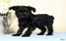 Yorkiepoo dogs for sale: Tristin - Image 8