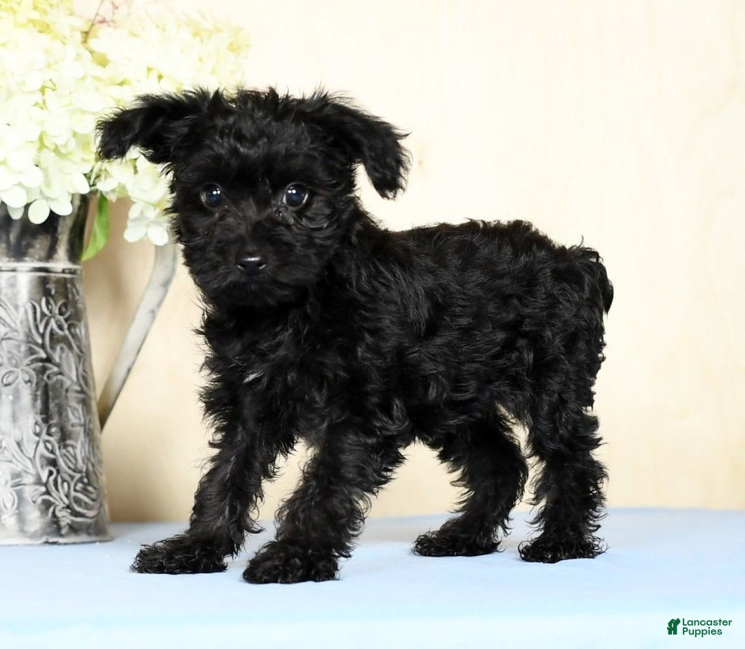 Yorkiepoo dogs for sale: Tristin - Image 8