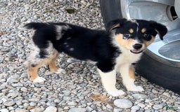 Alaskan Malamute dogs for sale: Kali - Image 1
