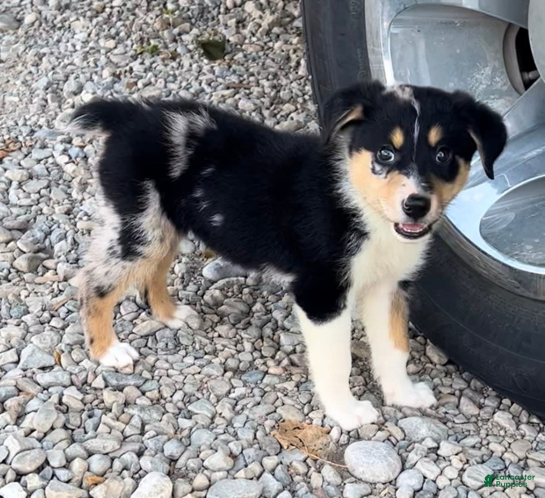 Alaskan Malamute dogs for sale: Kali - Image 1