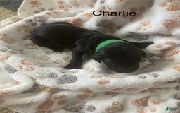 Goldendoodle dogs for sale: Goldendoodle 7 puppies - Image 1