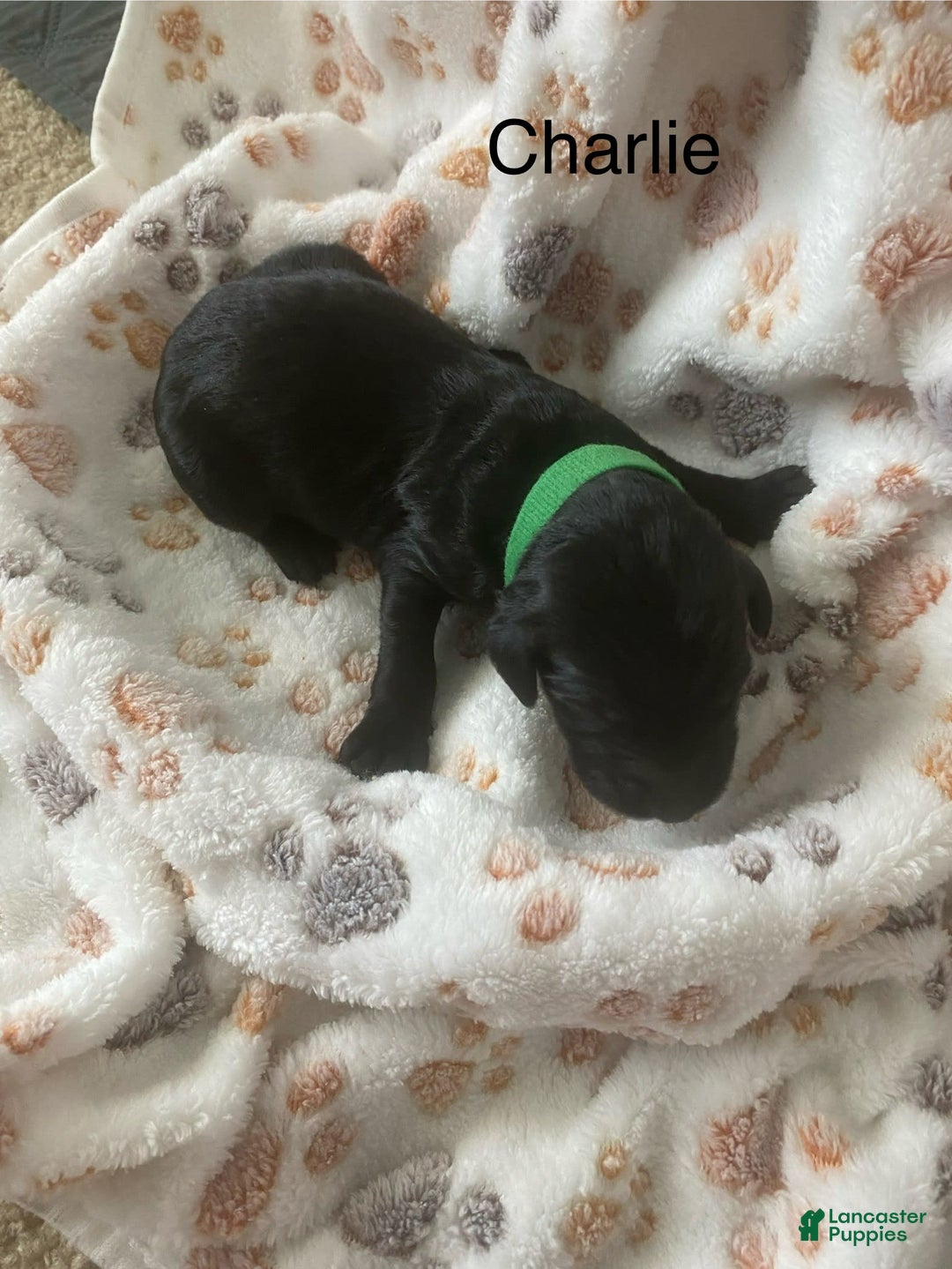 Goldendoodle dogs for sale: Goldendoodle 7 puppies - Image 1