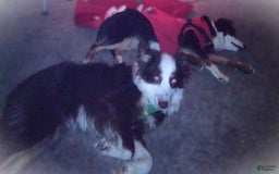 Miniature Australian Shepherd dogs for sale: Tubby - Image 3