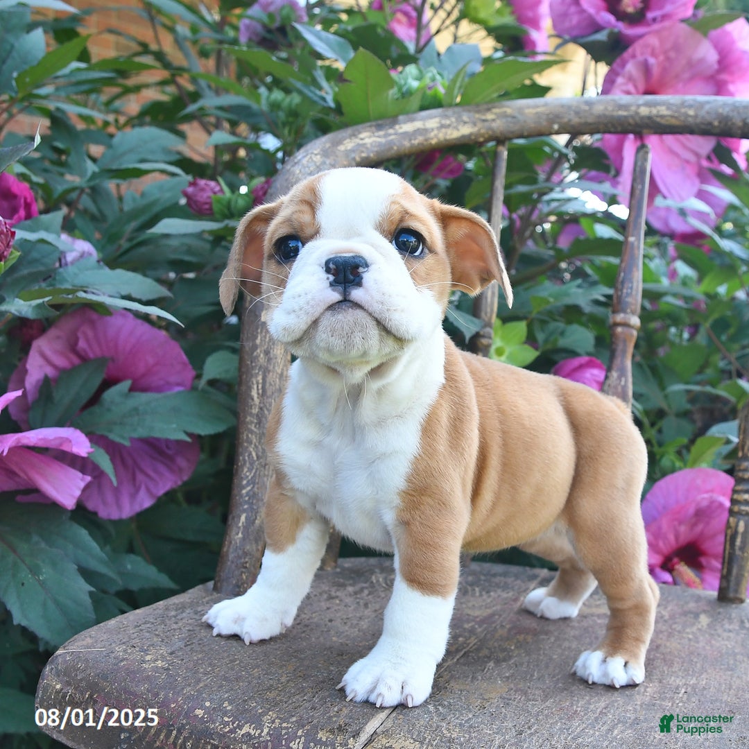 English Bulldog dogs for sale: Bella - Image 2