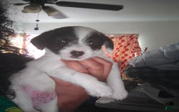 Jack Russell Terrier dogs for sale: Boy Black And White - Image 2