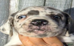 Great Dane dogs for sale: Great Dane 3 puppies - Image 7