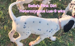 Dalmatian dogs for sale: Belles Pink Lua Girl - Image 2