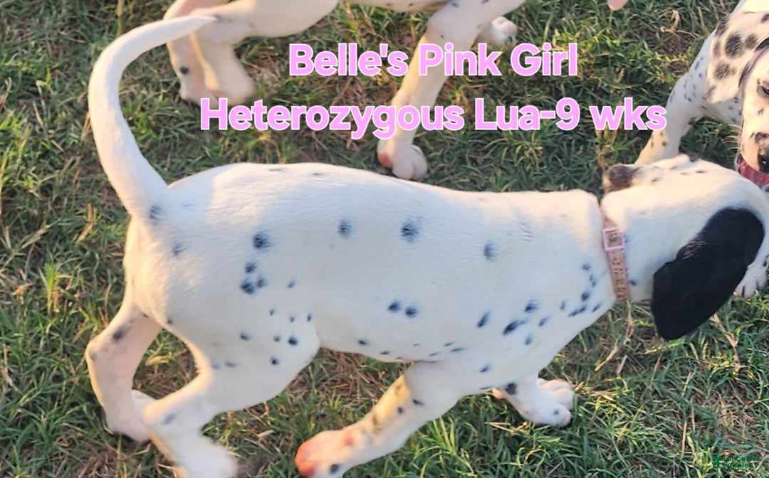 Dalmatian dogs for sale: Belles Pink Lua Girl - Image 2