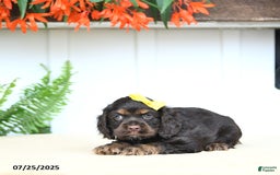 Cocker Spaniel dogs for sale: Nikki - Image 3