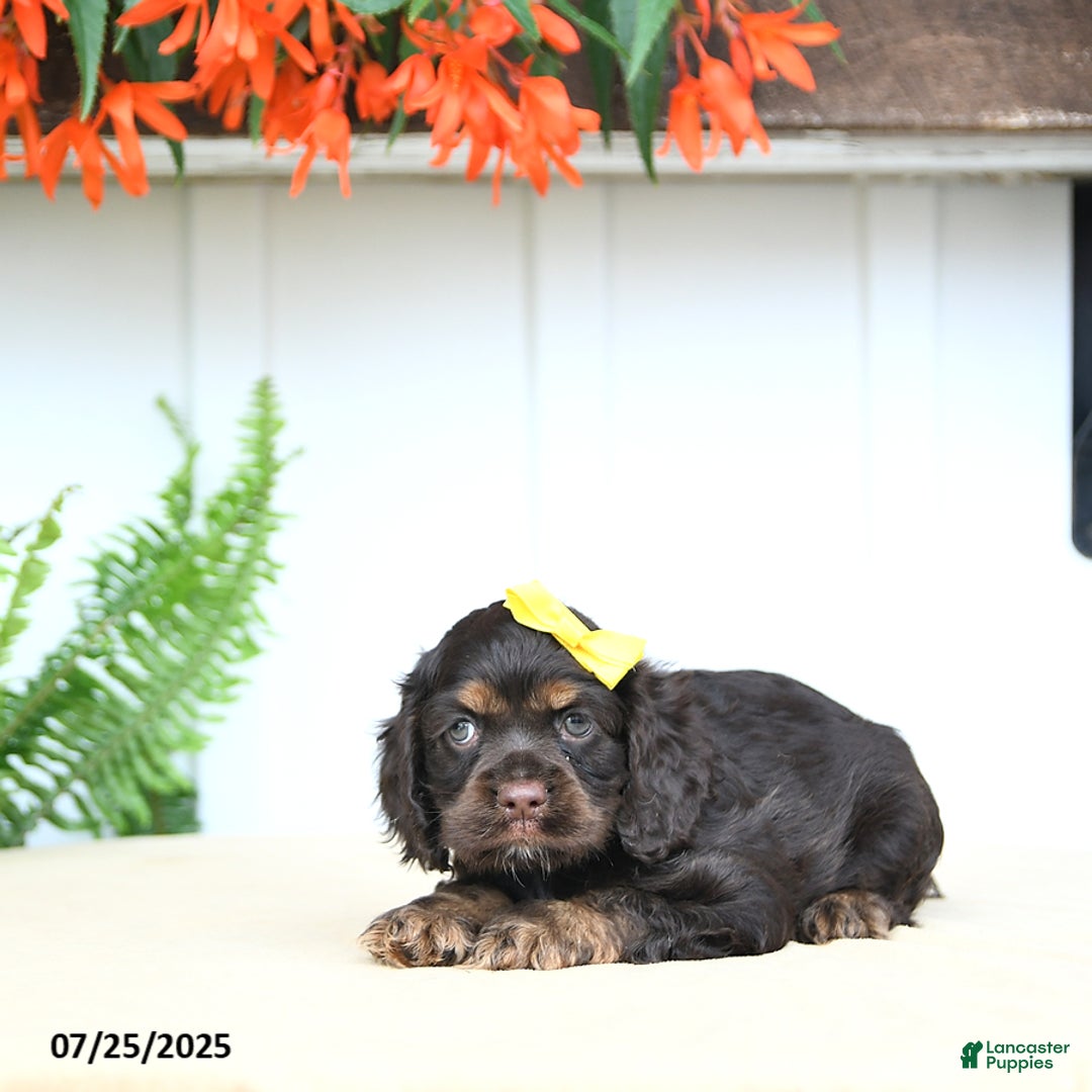 Cocker Spaniel dogs for sale: Nikki - Image 3