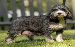 Mini Bernedoodle dogs for sale: Noli - Image 19