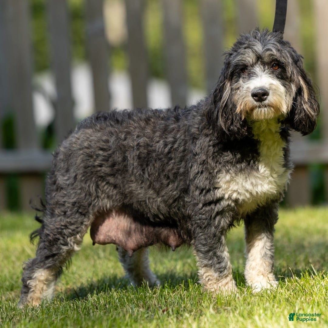 Mini Bernedoodle dogs for sale: Noli - Image 19