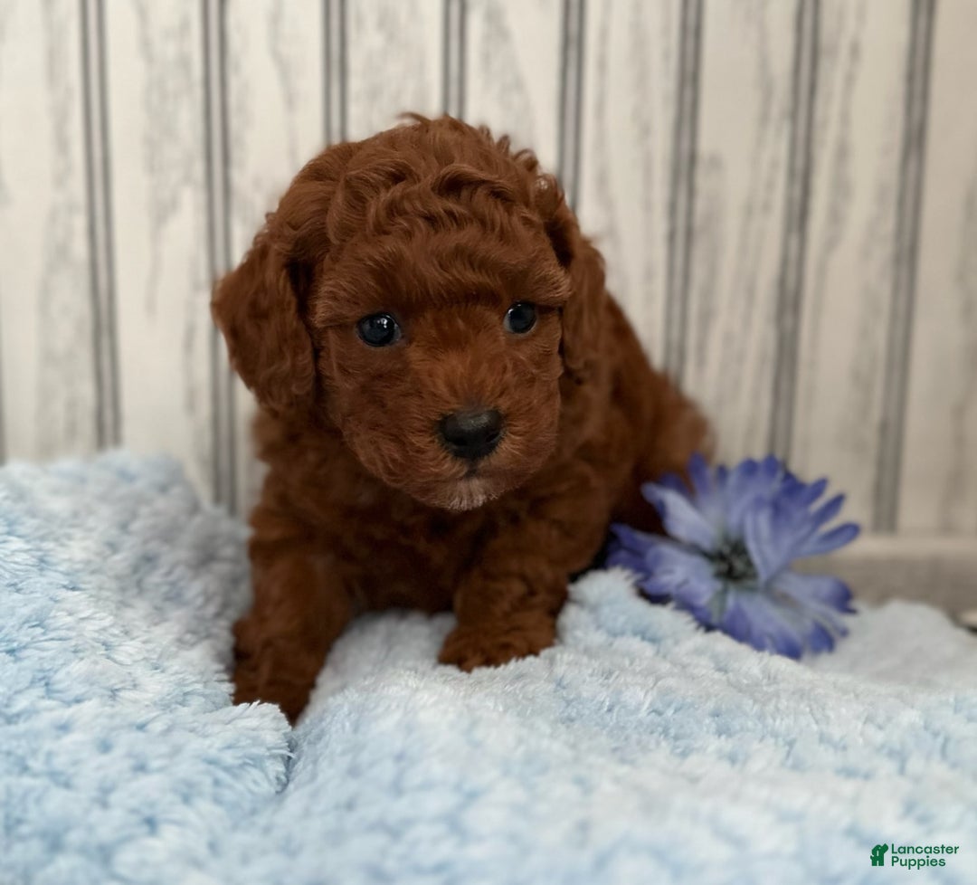 Toy Poodle dogs for sale: Ziggy - Image 2