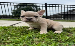 French Bulldog dogs for sale: Ash - Image 3