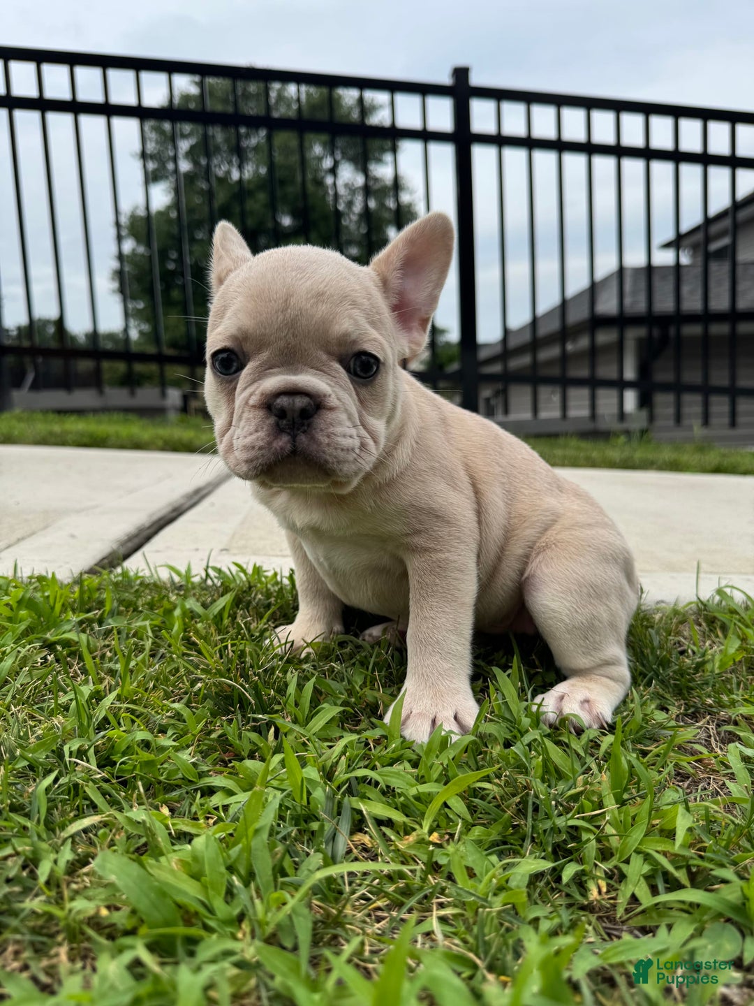 French Bulldog dogs for sale: Ash - Image 3