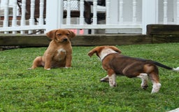Beagle dogs for sale: Cooper - Image 8