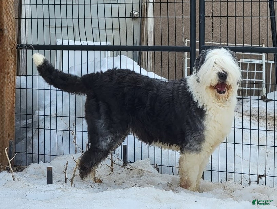 Old English Sheepdog dogs for sale: Taylee - Image 1