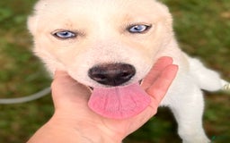 Pomsky dogs for sale: Aden - Image 3