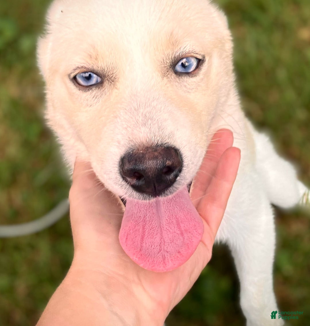 Pomsky dogs for sale: Aden - Image 3