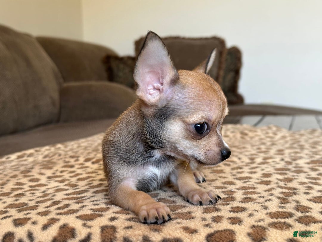 Chihuahua dogs for sale: Sergeant - Image 5