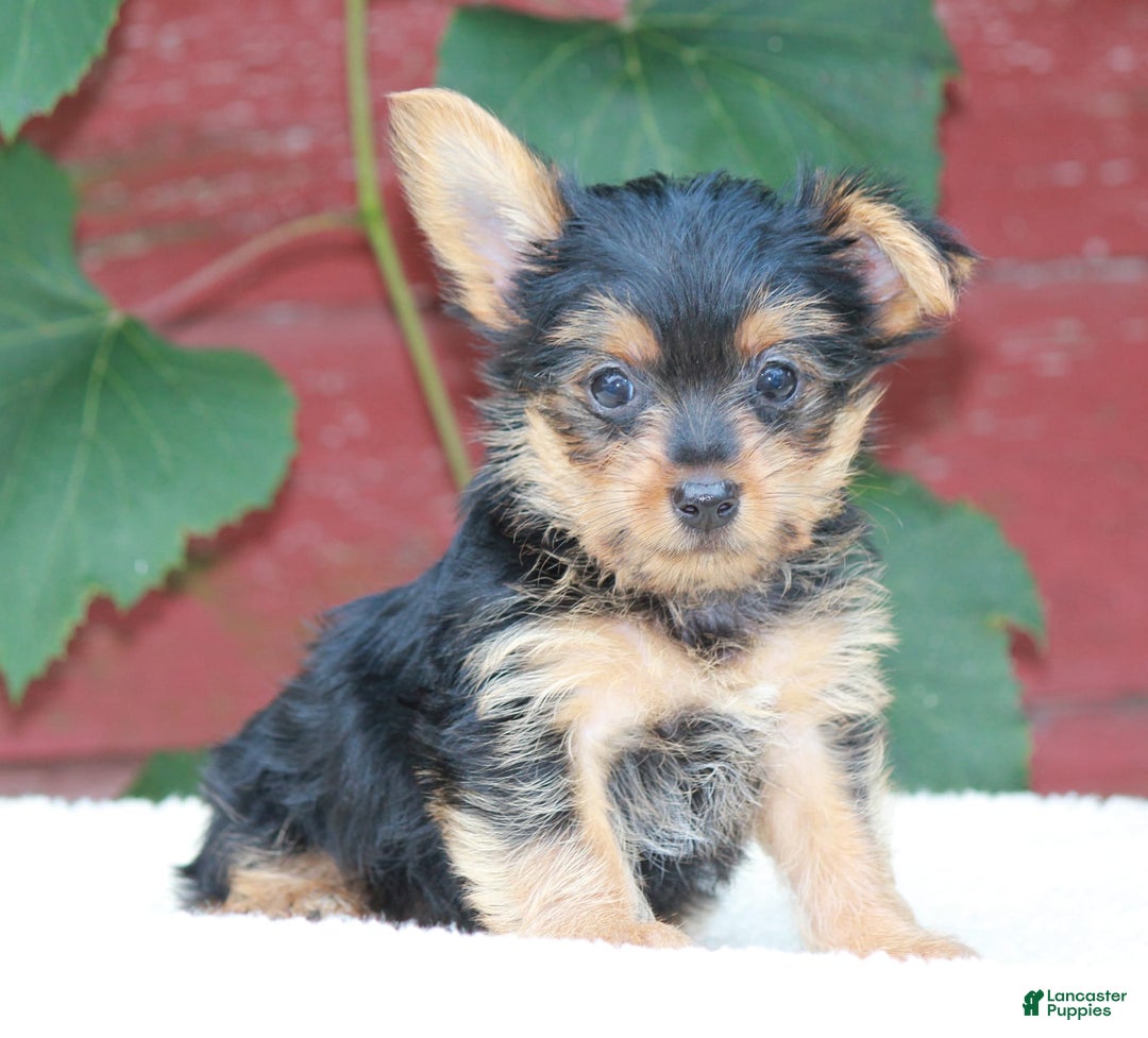 Yorkshire Terrier dogs for sale: Marty - Image 3
