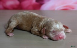 Shihpoo dogs for sale: Chance - Image 2