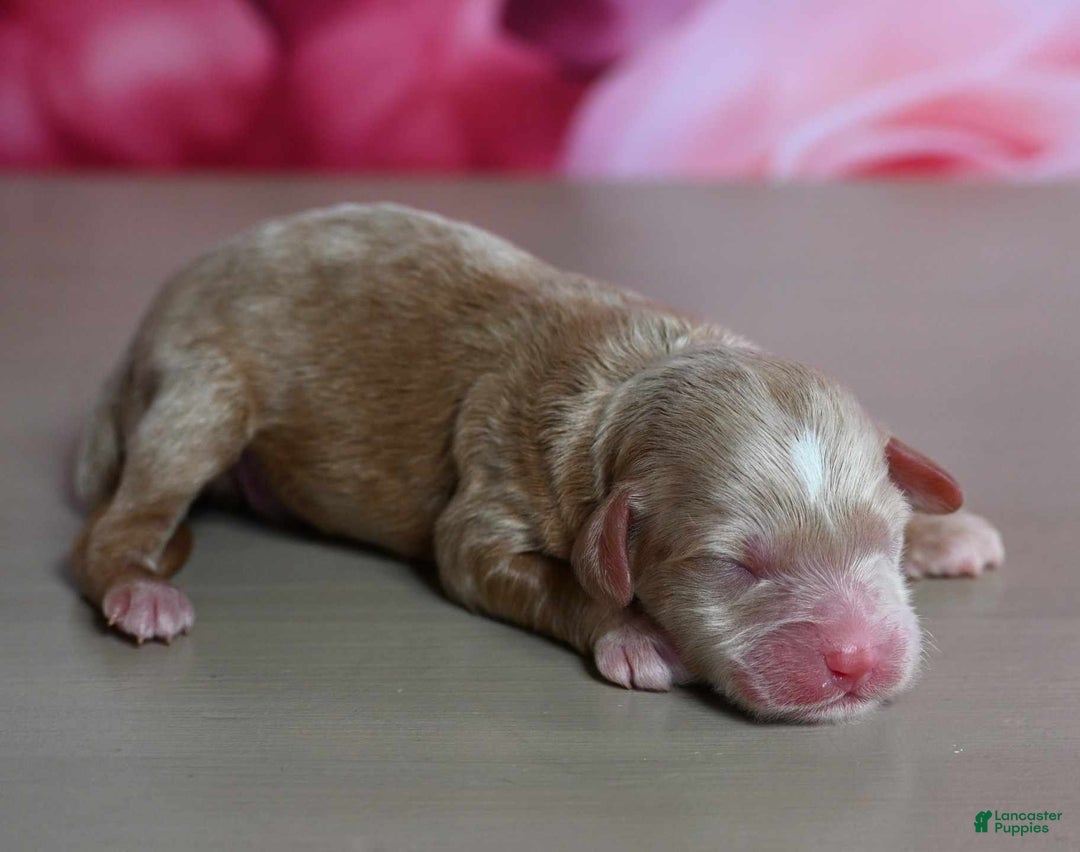 Shihpoo dogs for sale: Chance - Image 2