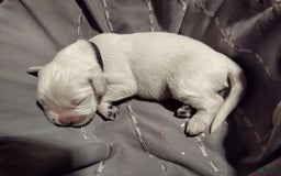 Golden Retriever dogs for sale: Pebbles - Image 13