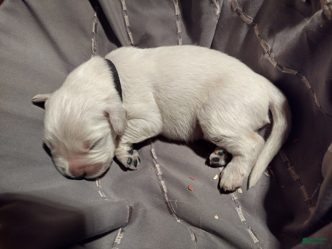 Golden Retriever dogs for sale: Pebbles - Image 13