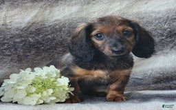 Miniature Dachshund dogs for sale: Tanner - Image 5