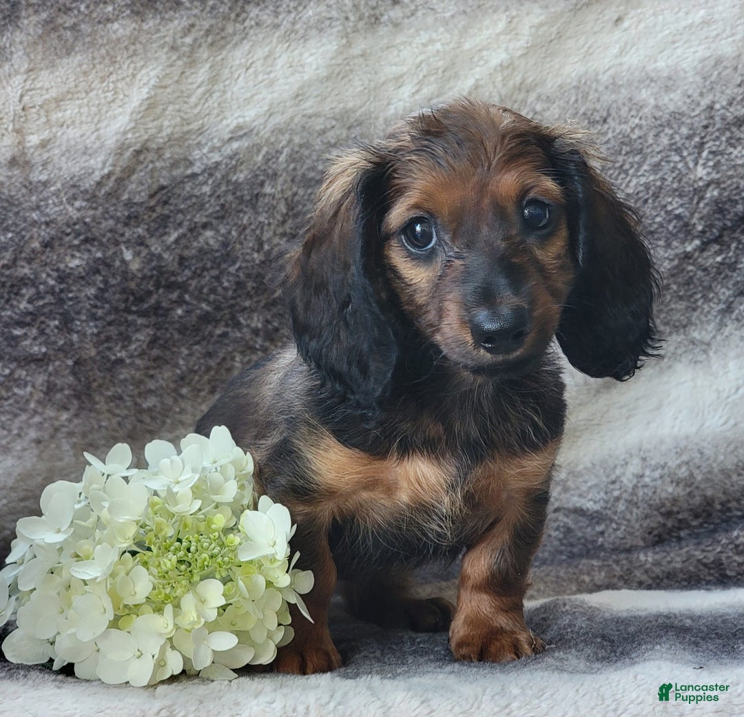 Miniature Dachshund dogs for sale: Tanner - Image 5