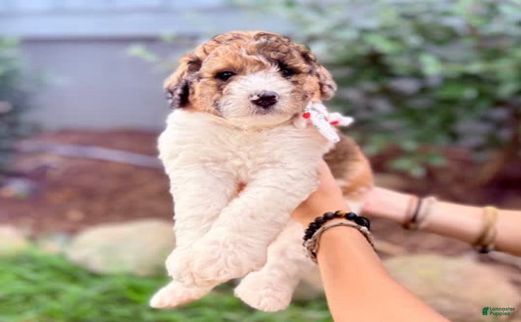Bernedoodle dogs for sale - Ad 3