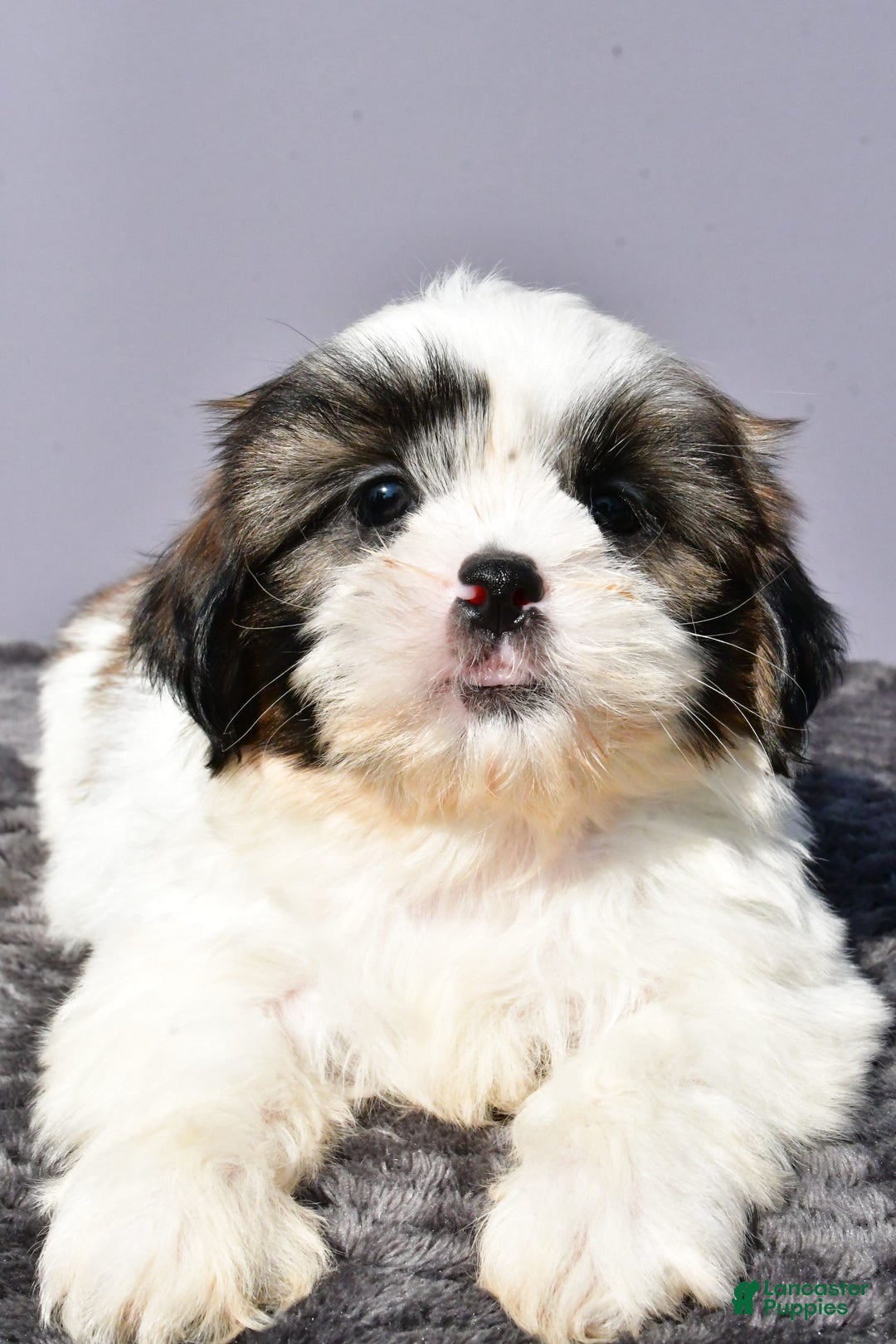 Shih Tzu dogs for sale: Unique - Image 4