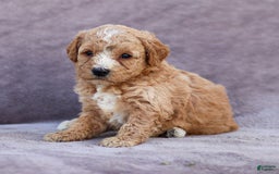 Goldendoodle dogs for sale: Ocean - Image 7