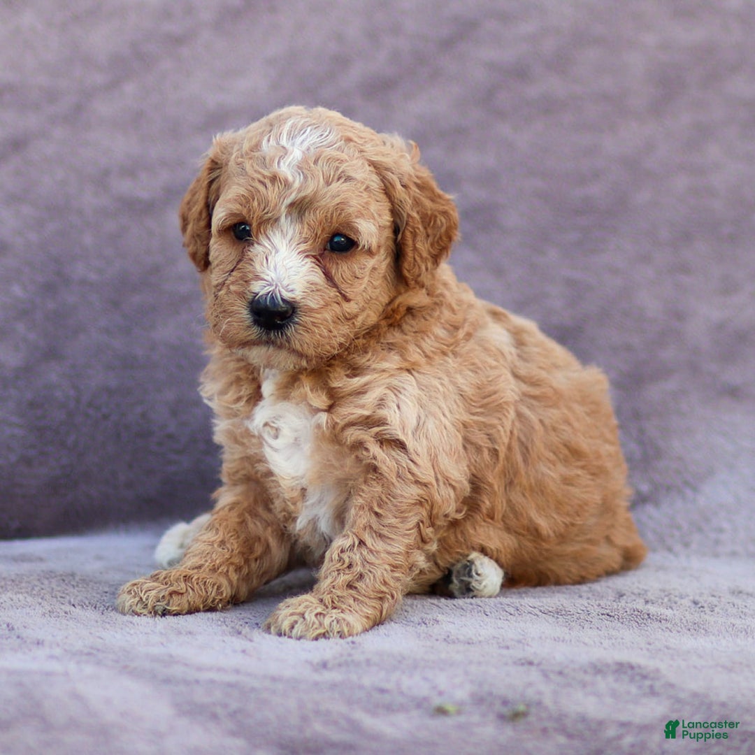 Goldendoodle dogs for sale: Ocean - Image 7