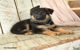 German Shepherd dogs for sale: Whistle - Image 4