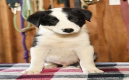 Border Collie dogs for sale: Luke - Image 5