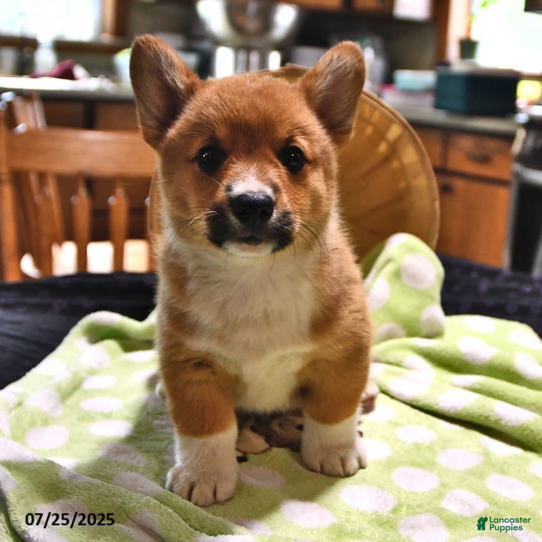 Welsh Corgi Pembroke dogs for sale: Tj - Image 8