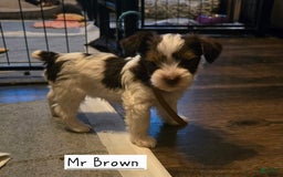 Yorkshire Terrier dogs for sale: Mr Brown - Image 2