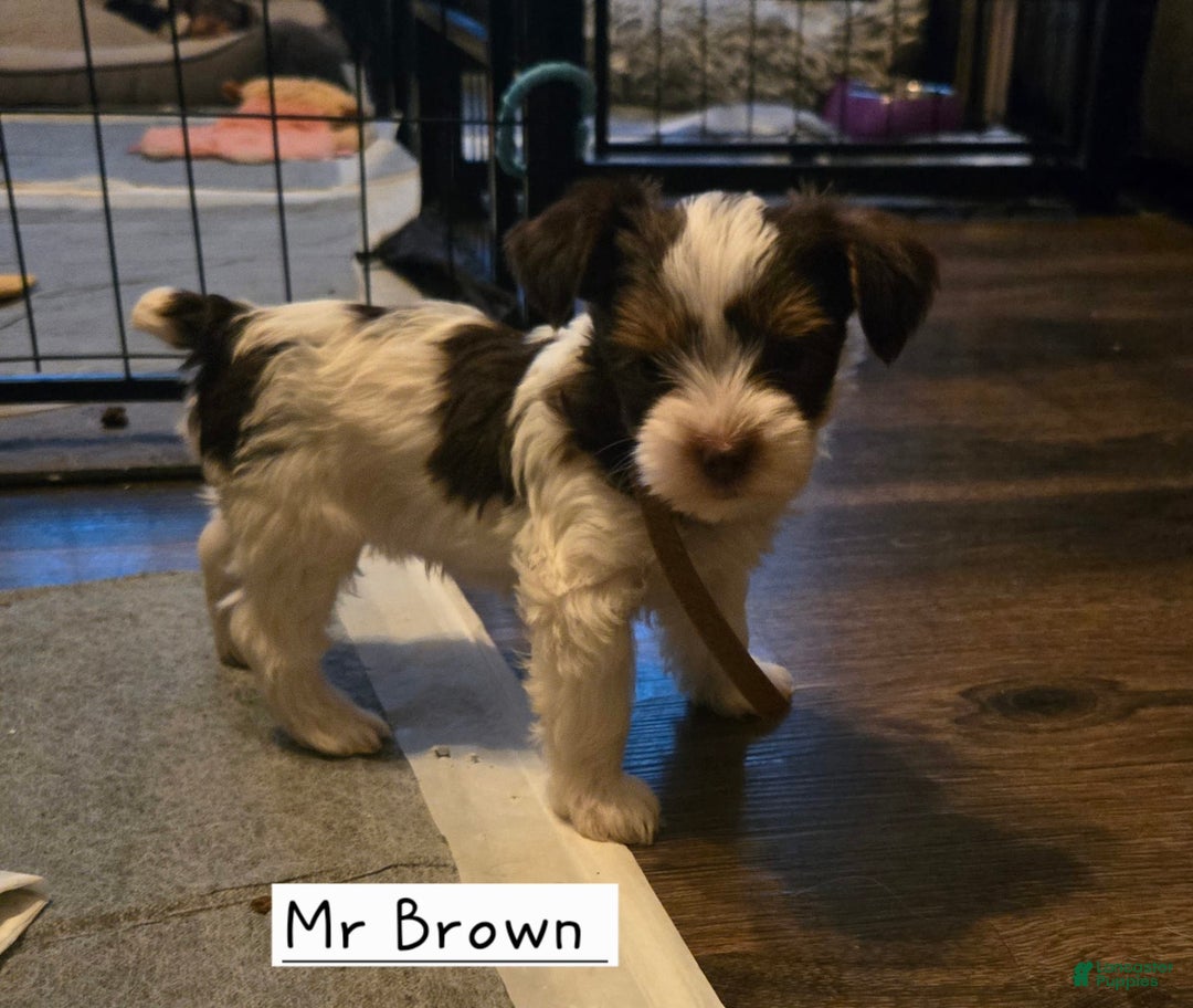 Yorkshire Terrier dogs for sale: Mr Brown - Image 2