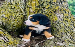 Bernese Mountain Dog dogs for sale: Lucy - Image 5