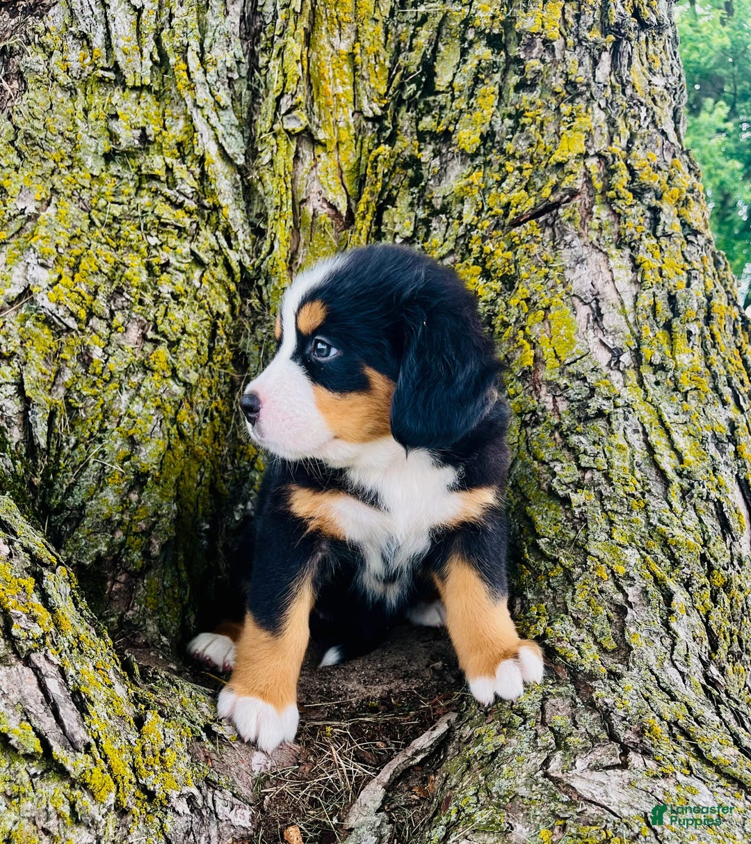Bernese Mountain Dog dogs for sale: Lucy - Image 5