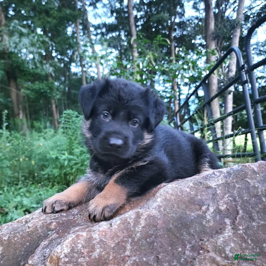 German Shepherd dogs for sale: Kai - Image 11