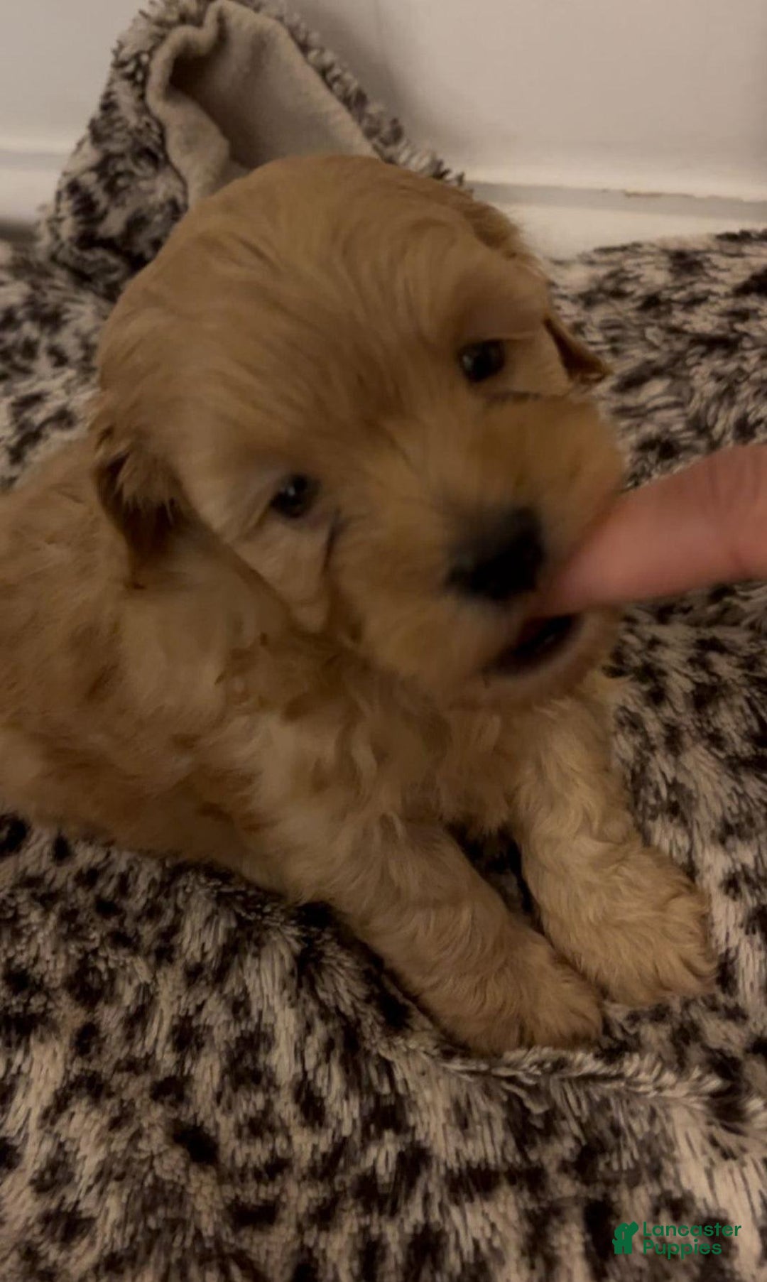 Maltipoo dogs for sale: Grey - Image 3