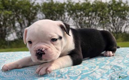 Olde English Bulldogge dogs for sale: Roger - Image 21
