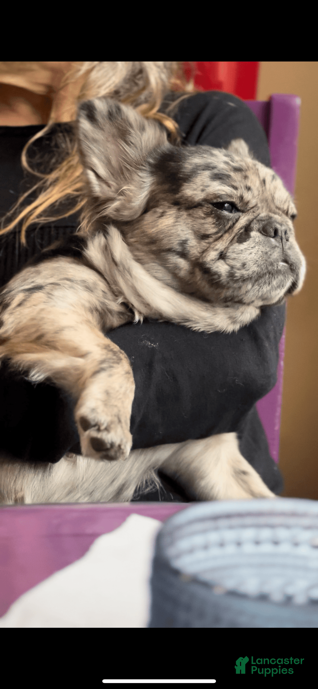 French Bulldog dogs for sale: Snickers The Fluffy - Image 6