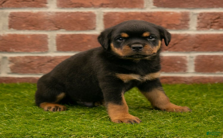 Rottweiler dogs - Advert 9