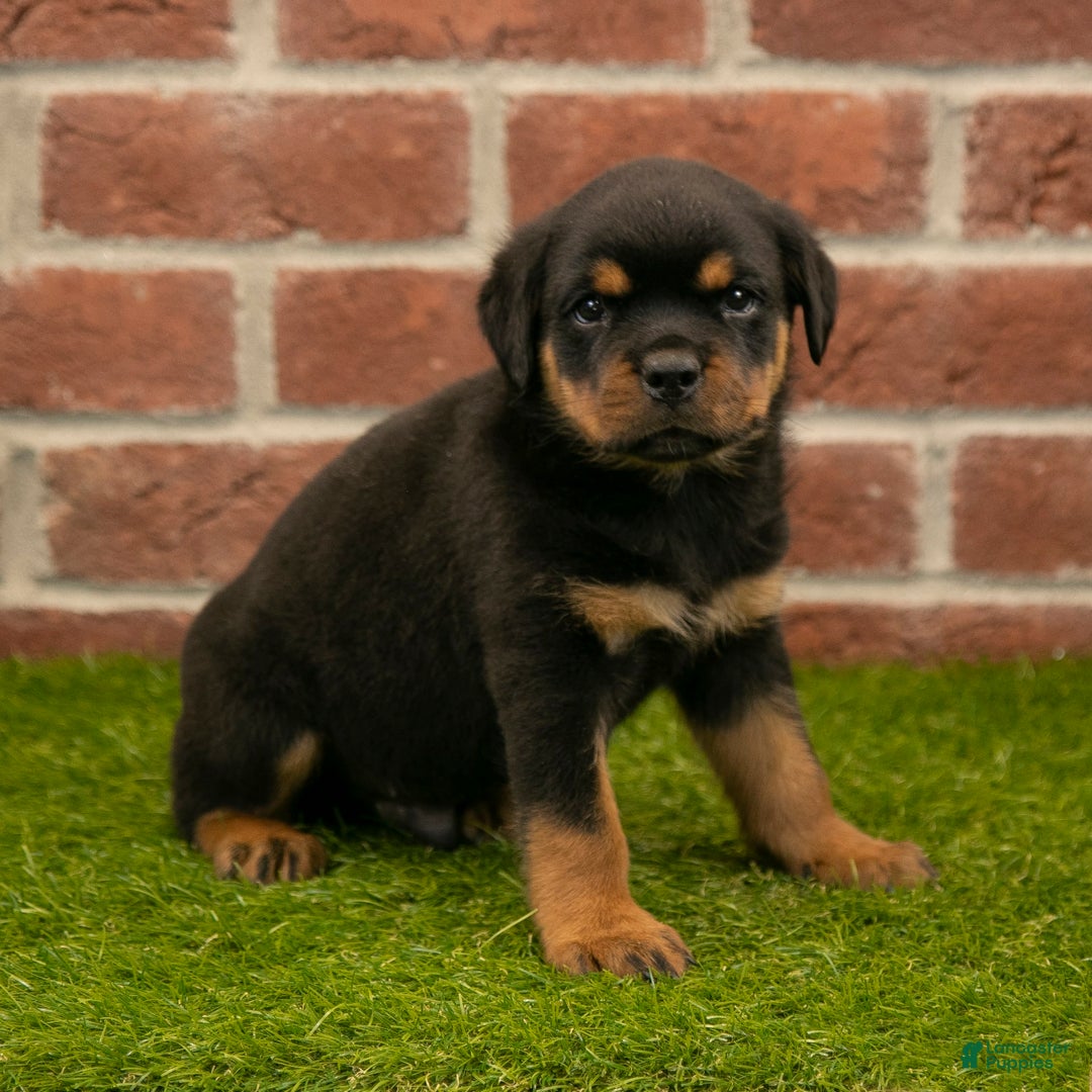 Rottweiler dogs for sale: Hunter - Image 3