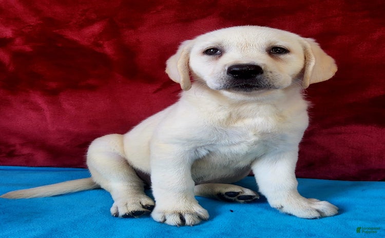 Labrador Retriever dogs for sale - Ad 1