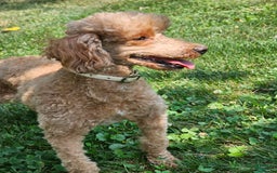 Miniature Poodle dogs for sale: Glory - Image 6